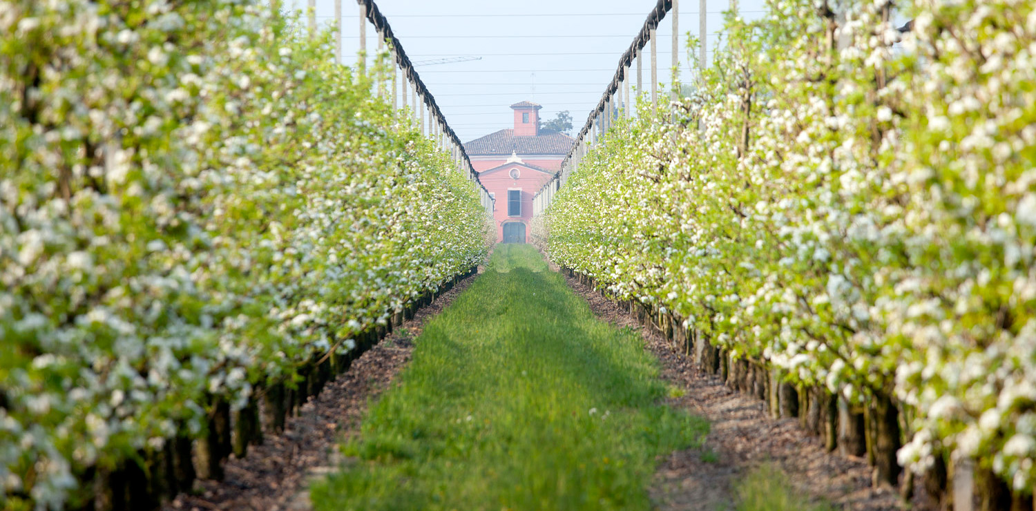 The main products cultivated are Pears and Apples