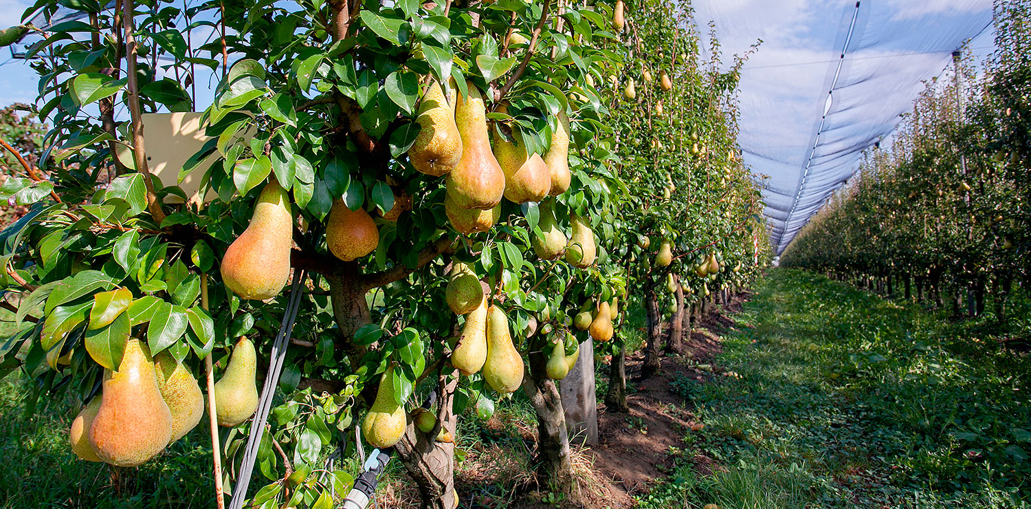 CIPOF Obstgarten von Birnen